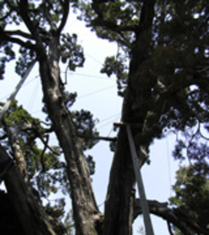 大徳寺のイブキの写真